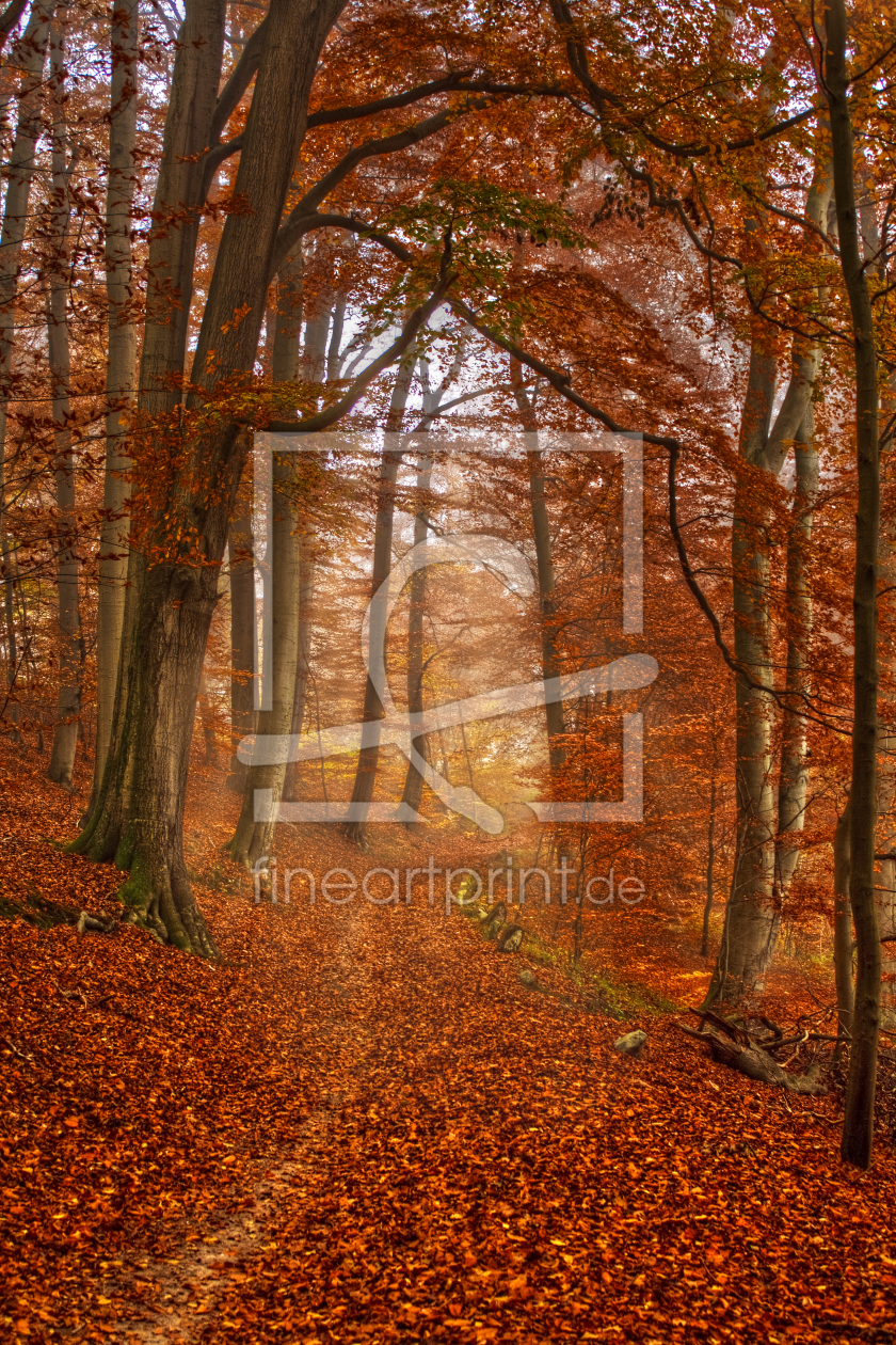 Bild-Nr.: 10424133 Herbstwald erstellt von aglueckert