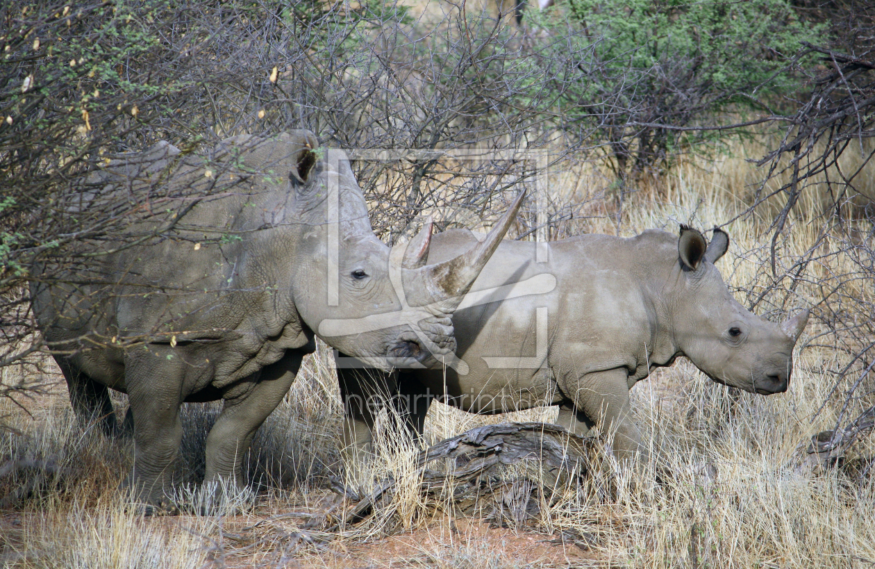 Bild-Nr.: 10424661 Breitmaulnashorn mit Kalb in Namibia erstellt von mpenzi