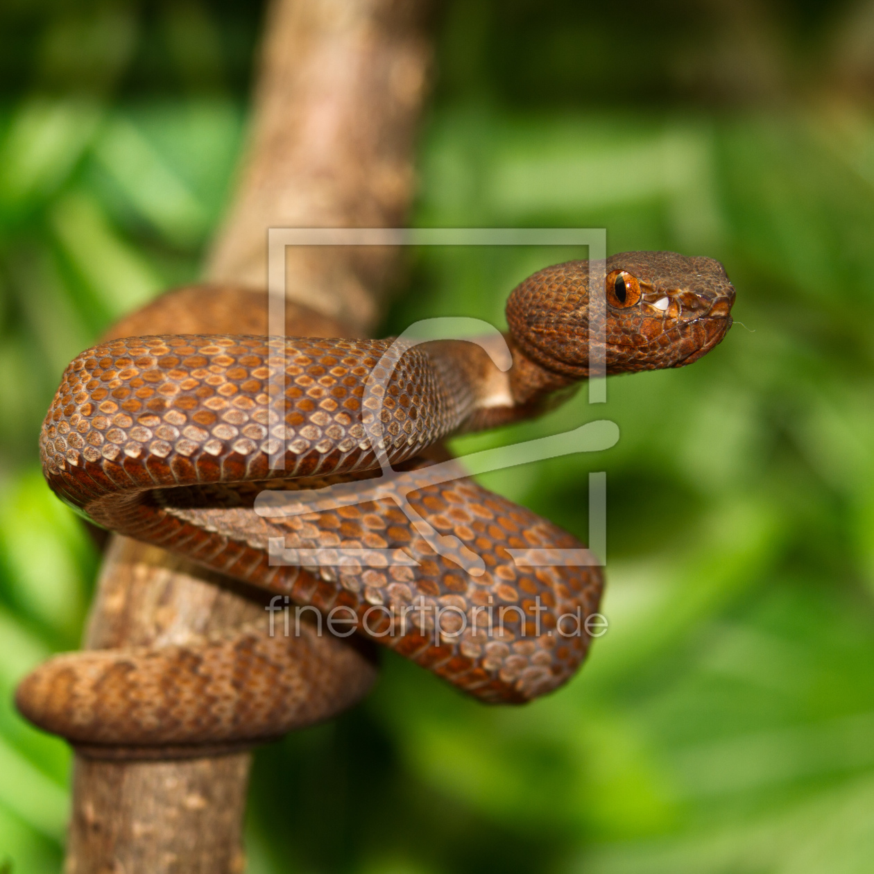 Bild-Nr.: 10424737 Mangrovenotter erstellt von wmoll