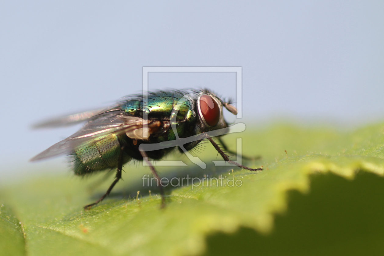 Bild-Nr.: 10424771 Fliege erstellt von Gerhard Albicker