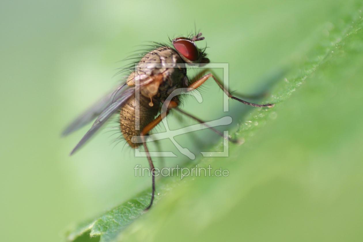 Bild-Nr.: 10424785 Fliege II erstellt von Gerhard Albicker