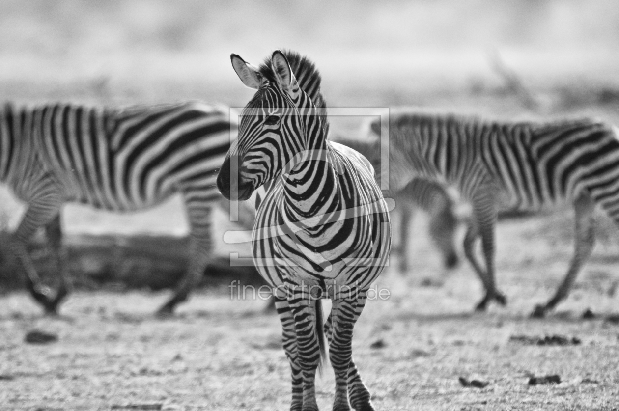 Bild-Nr.: 10424805 zebras erstellt von wcezanne
