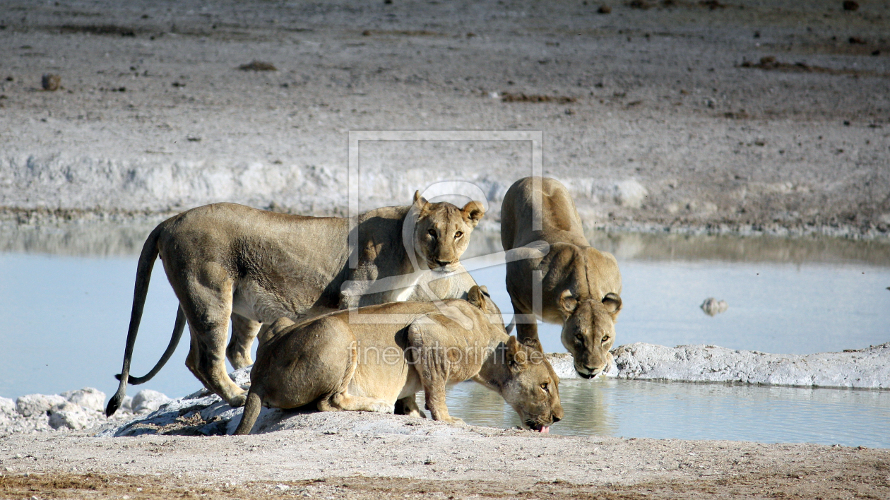 Bild-Nr.: 10426037 Löwenrudel am Wasserloch erstellt von mpenzi