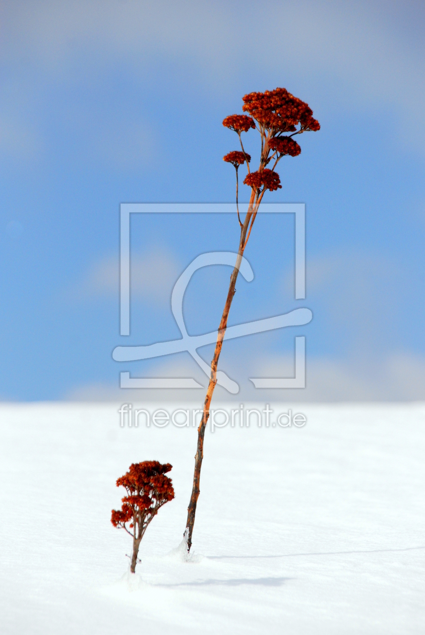 Bild-Nr.: 10426211 Winterimpression erstellt von GUGIGEI