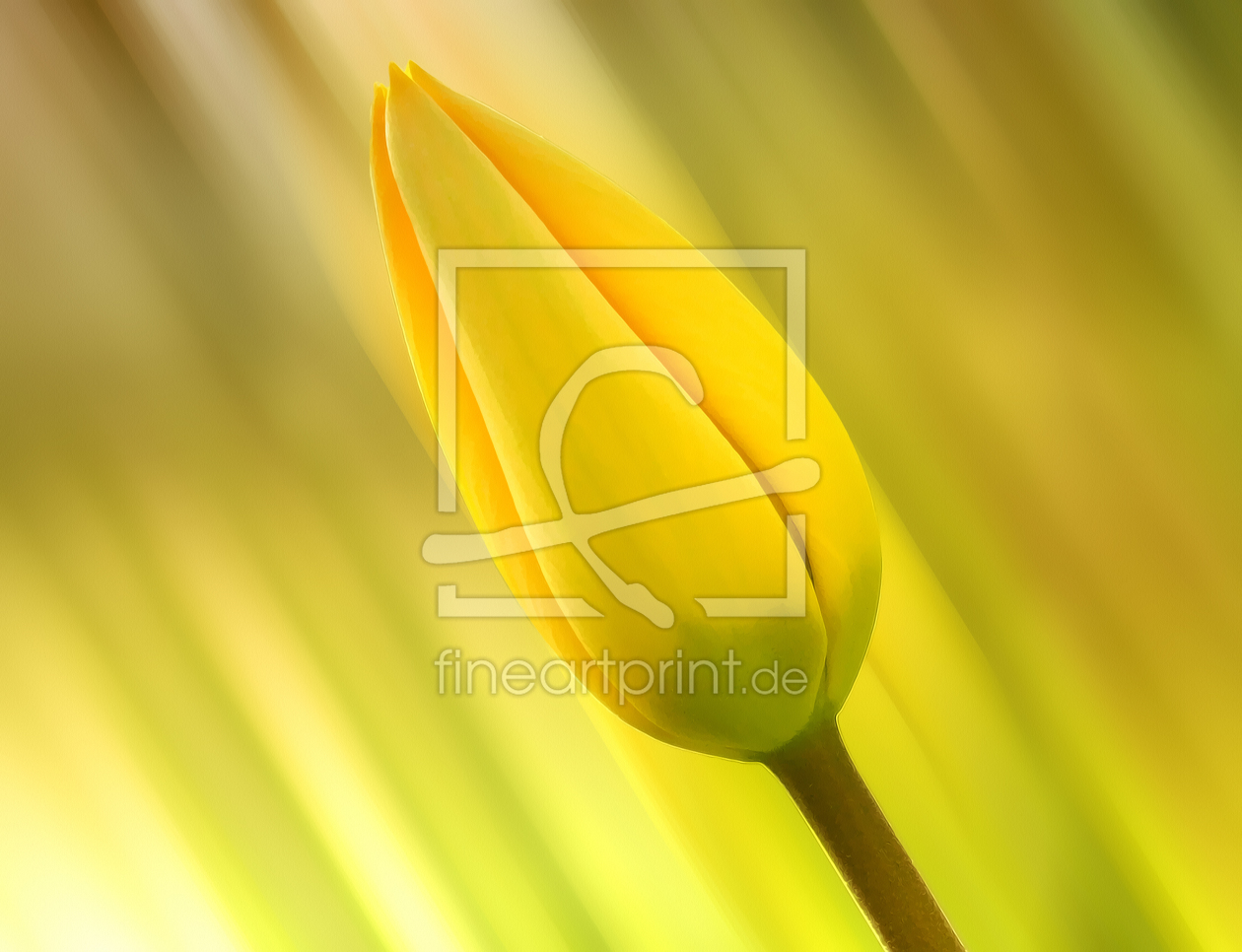 Bild-Nr.: 10426641 gelbe Tulpe erstellt von DagmarMarina