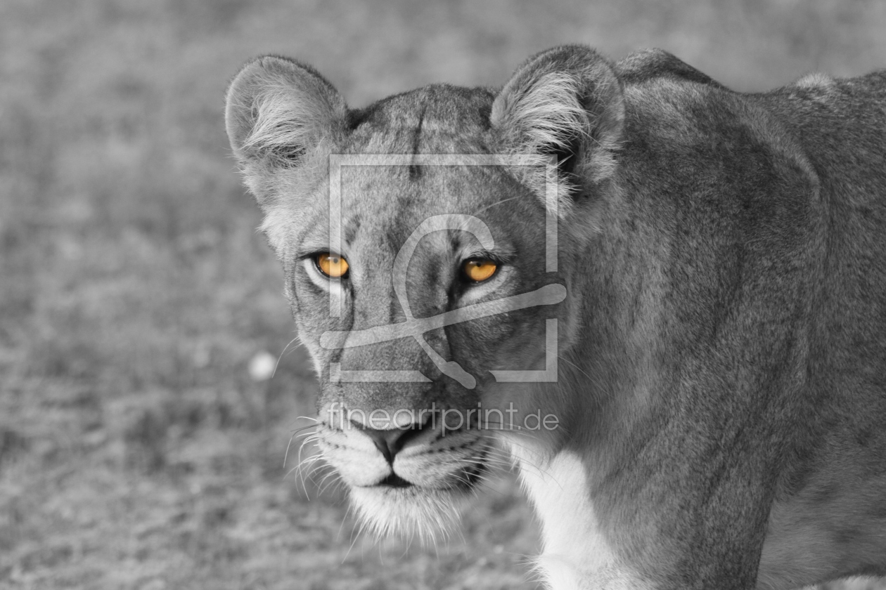 Bild-Nr.: 10427387 Portrait einer Löwin erstellt von sasowewi