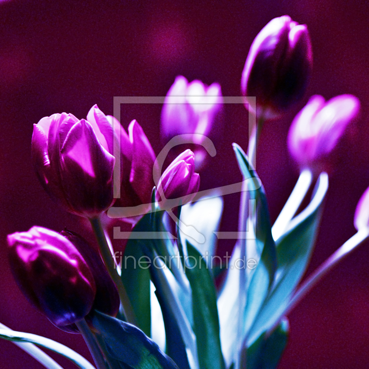 Bild-Nr.: 10427539 tulips pink erstellt von Captainsilva