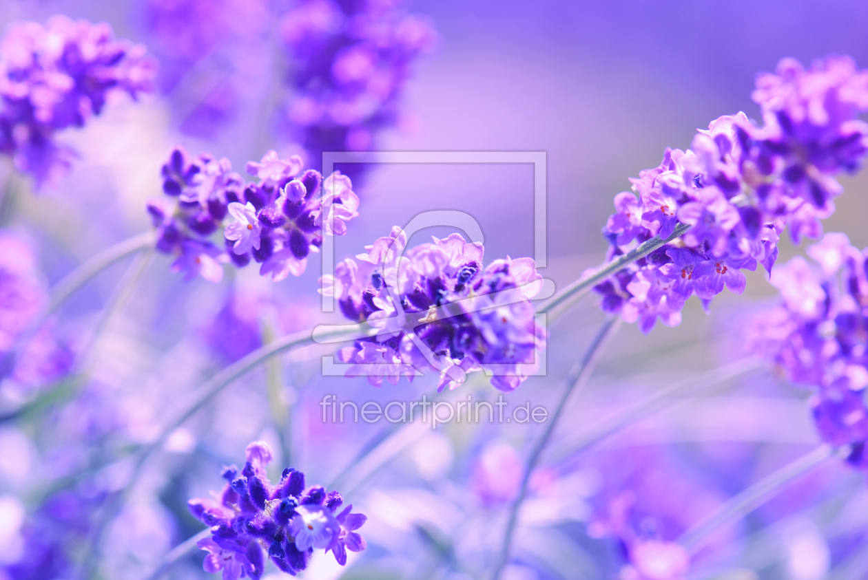 Bild-Nr.: 10427773 Lavendel erstellt von Atteloi