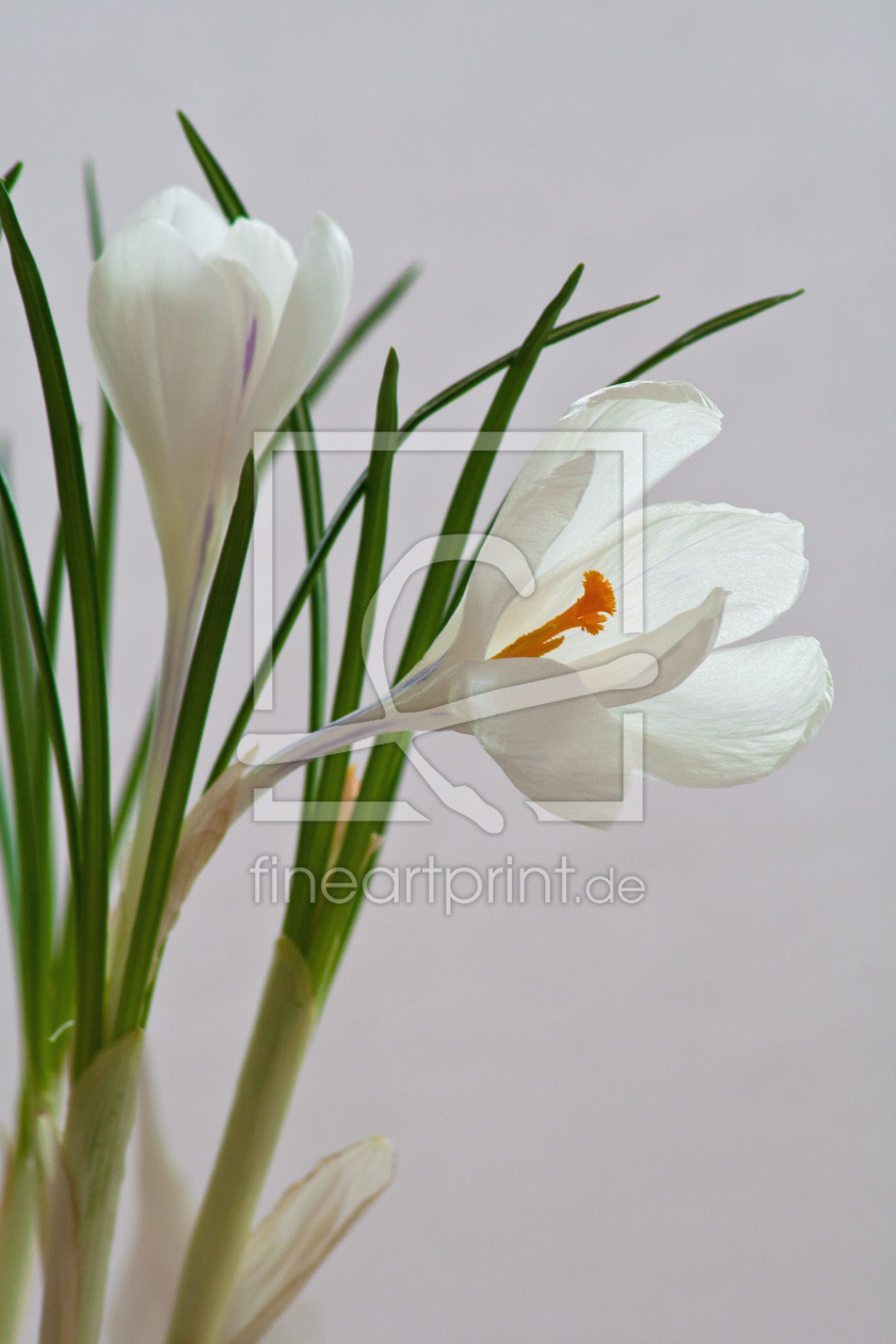 Bild-Nr.: 10428079 weißer Frühling erstellt von Anja Schäfer