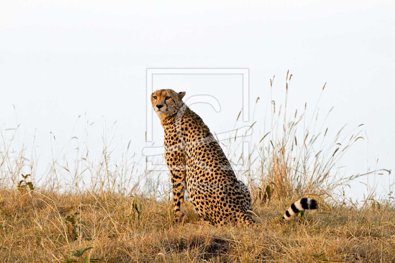 Bild-Nr.: 10428185 Gepard in der Savanne Afrikas erstellt von Safarifotografie
