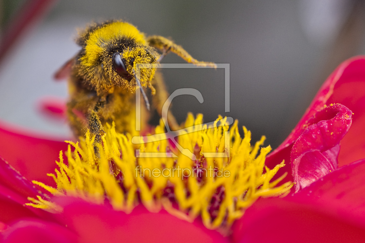 Bild-Nr.: 10428877 Pollenrausch erstellt von Woelfchen