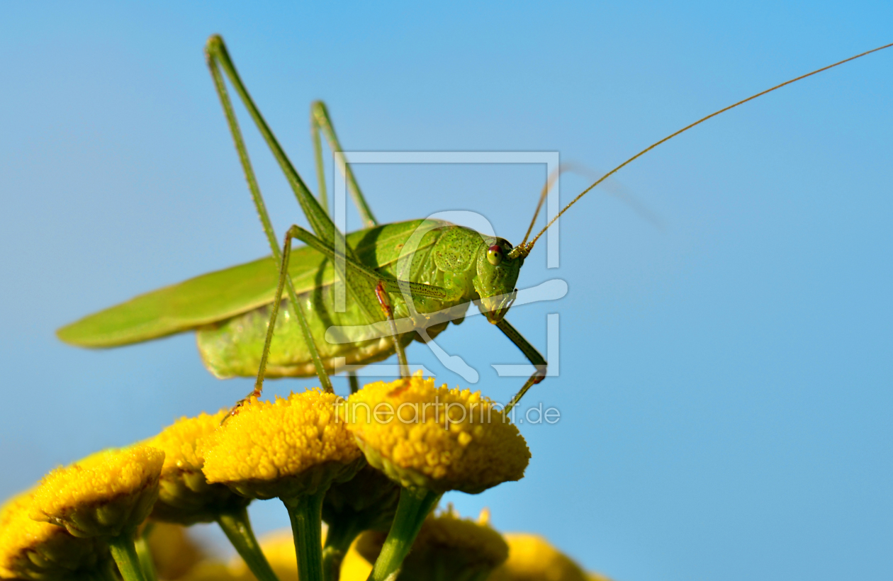 Bild-Nr.: 10429151 Grashüpfer  erstellt von Atteloi