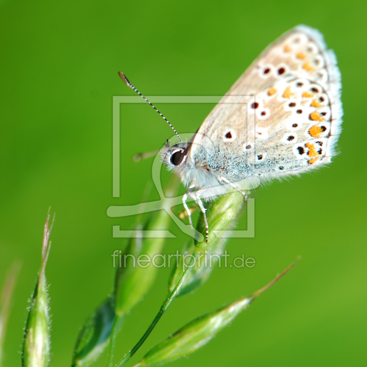 Bild-Nr.: 10429225 Butterfly  erstellt von Atteloi