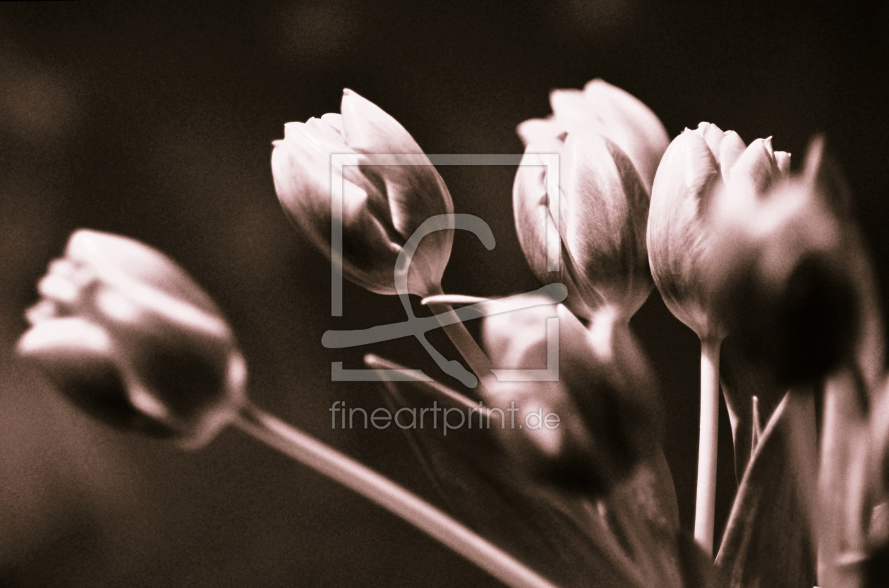 Bild-Nr.: 10429657 tulips monochrom erstellt von Captainsilva