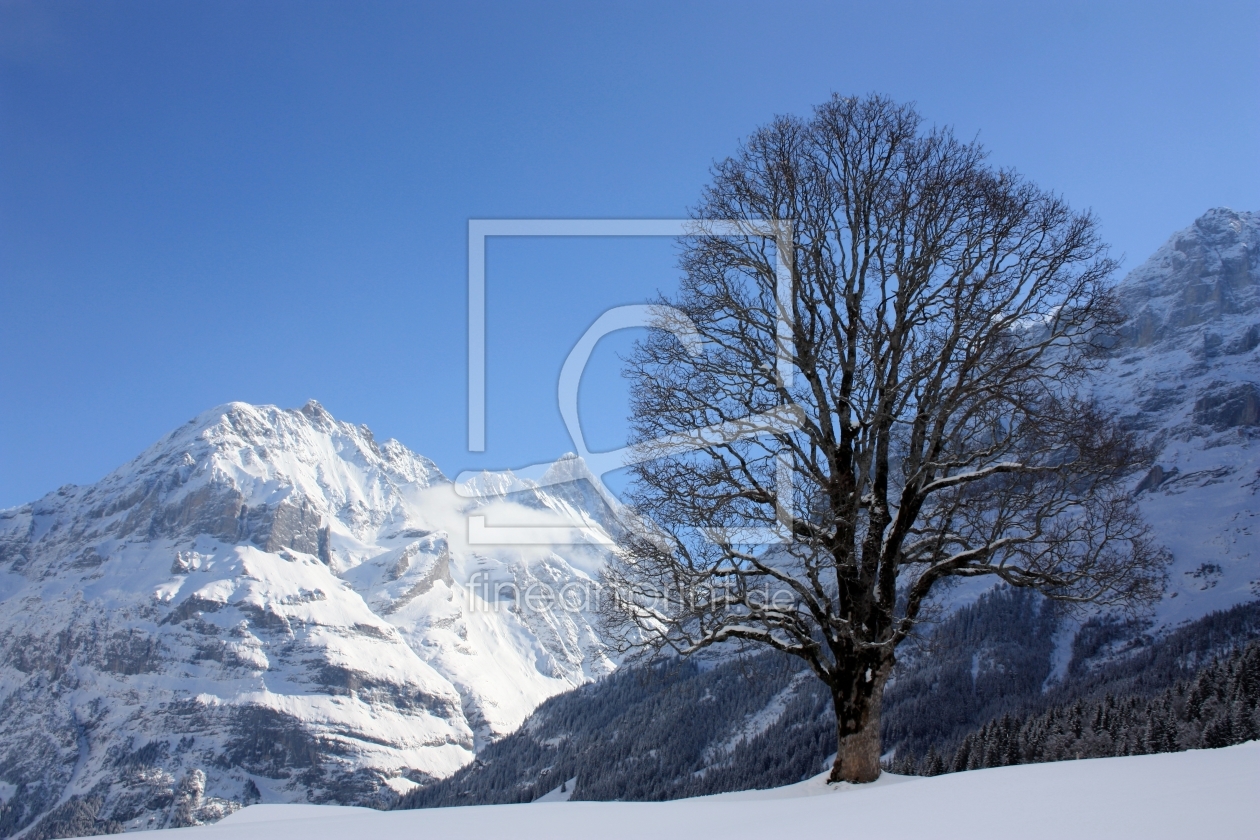 Bild-Nr.: 10430239 Ahorn vor Schreckhorn erstellt von Bettina Schnittert