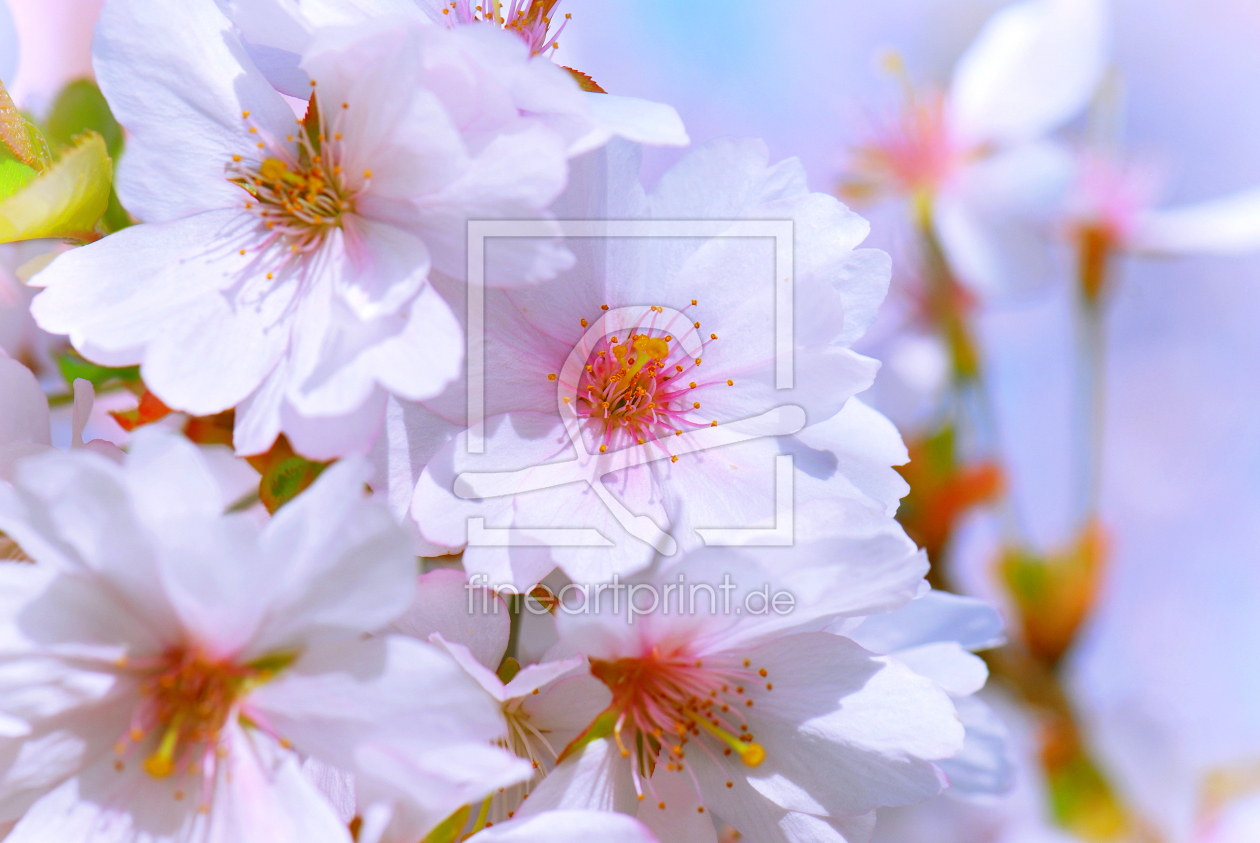 Bild-Nr.: 10430415 Frühlingsblüte  erstellt von Atteloi
