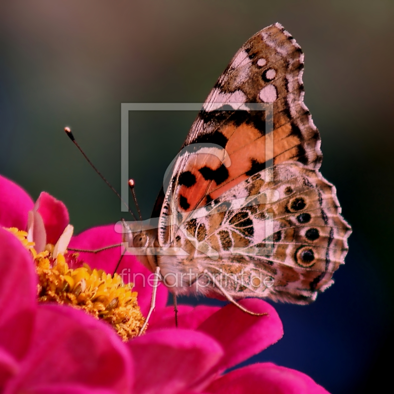 Bild-Nr.: 10430791 Butterfly erstellt von youhaveadream