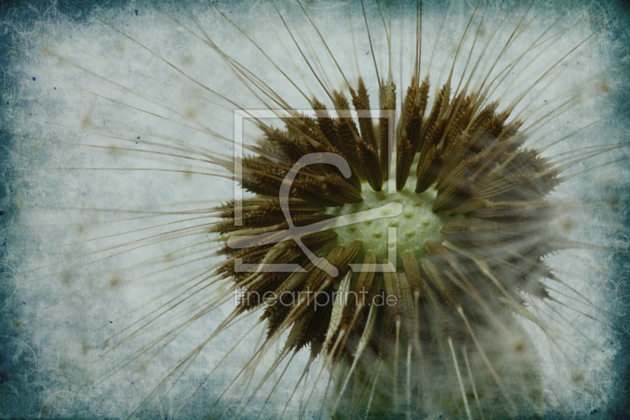 Bild-Nr.: 10430895 Pusteblume erstellt von Uwe Jahn