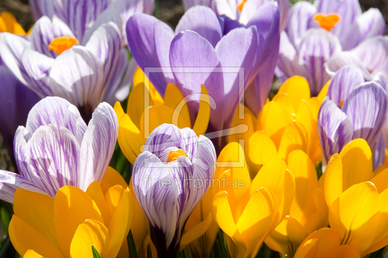 Bild-Nr.: 10431195 Krokusse erstellt von Steffen Gierok