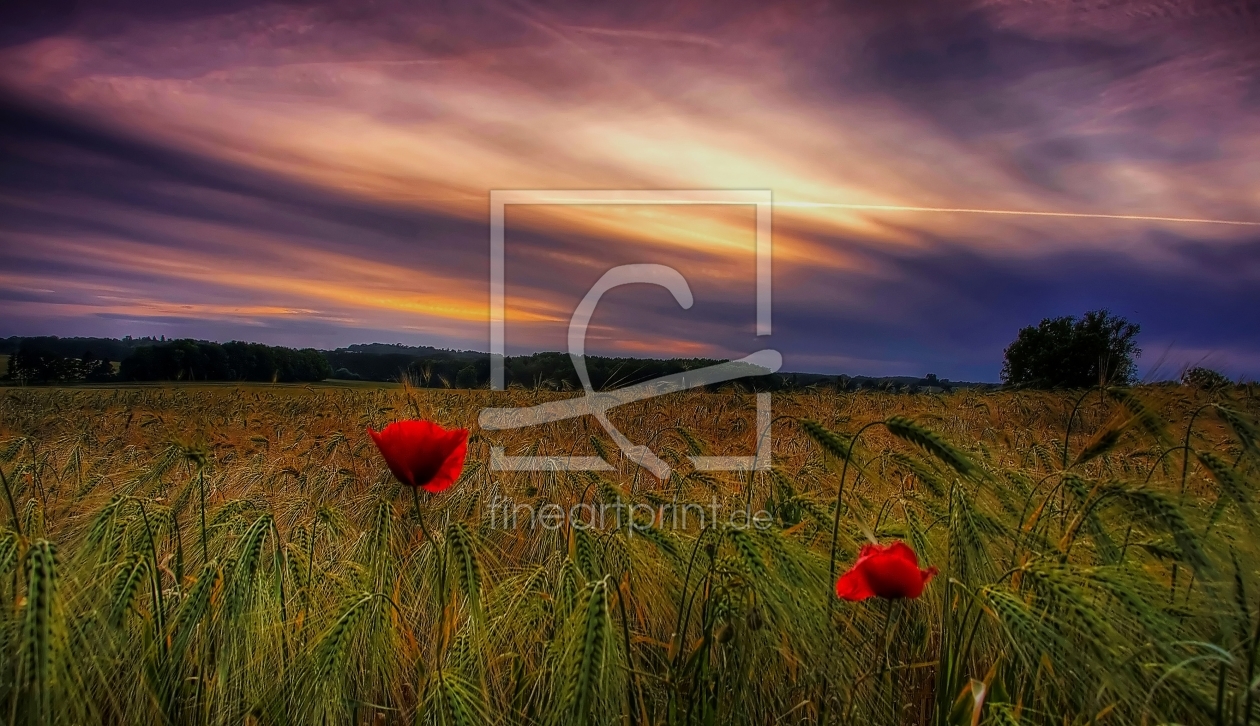 Bild-Nr.: 10434559 Abendhimmel im Kornfeld erstellt von Kibo