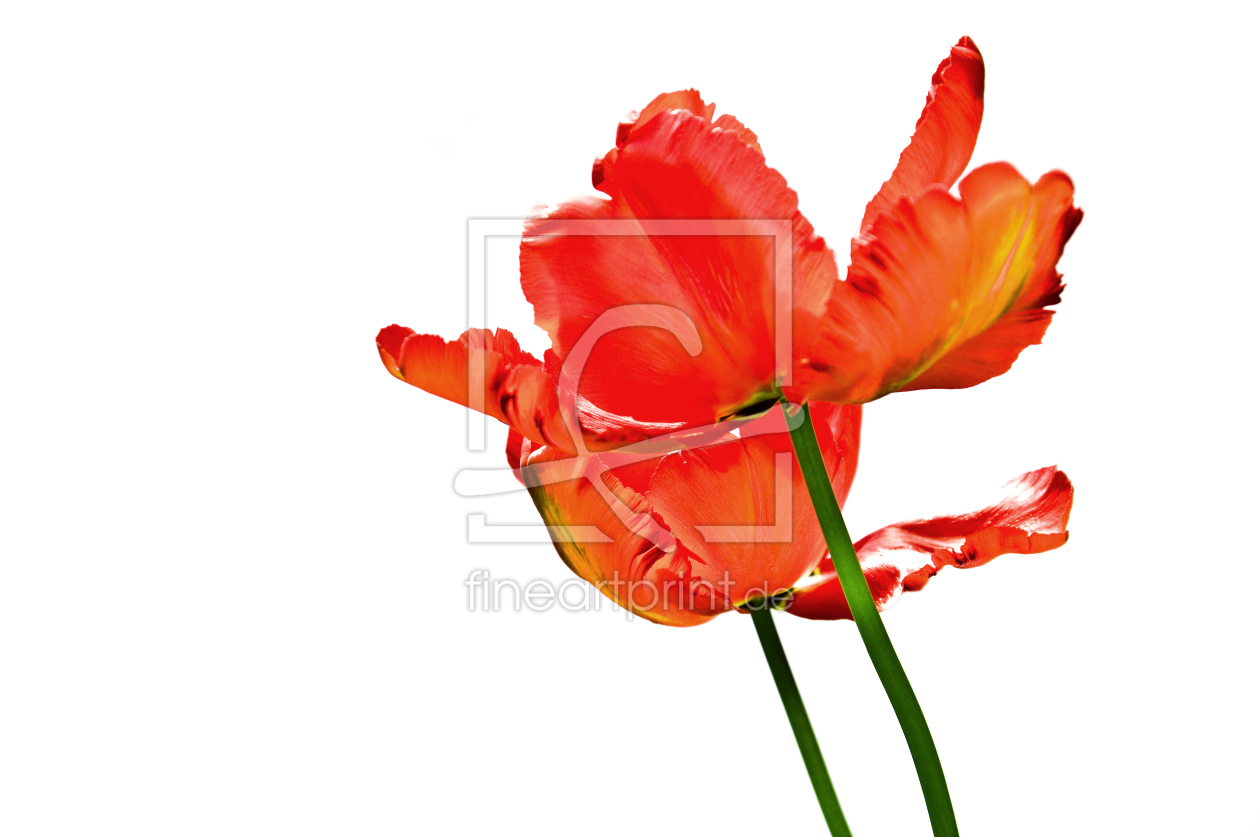 Bild-Nr.: 10434917 rote Tulpen #1 erstellt von danielschoenen