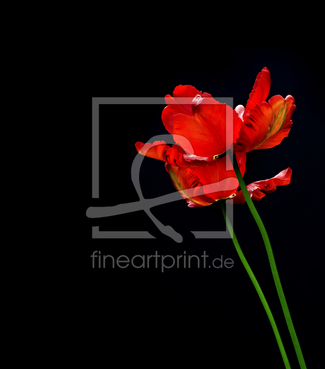 Bild-Nr.: 10434921 rote Tulpen #2 erstellt von danielschoenen