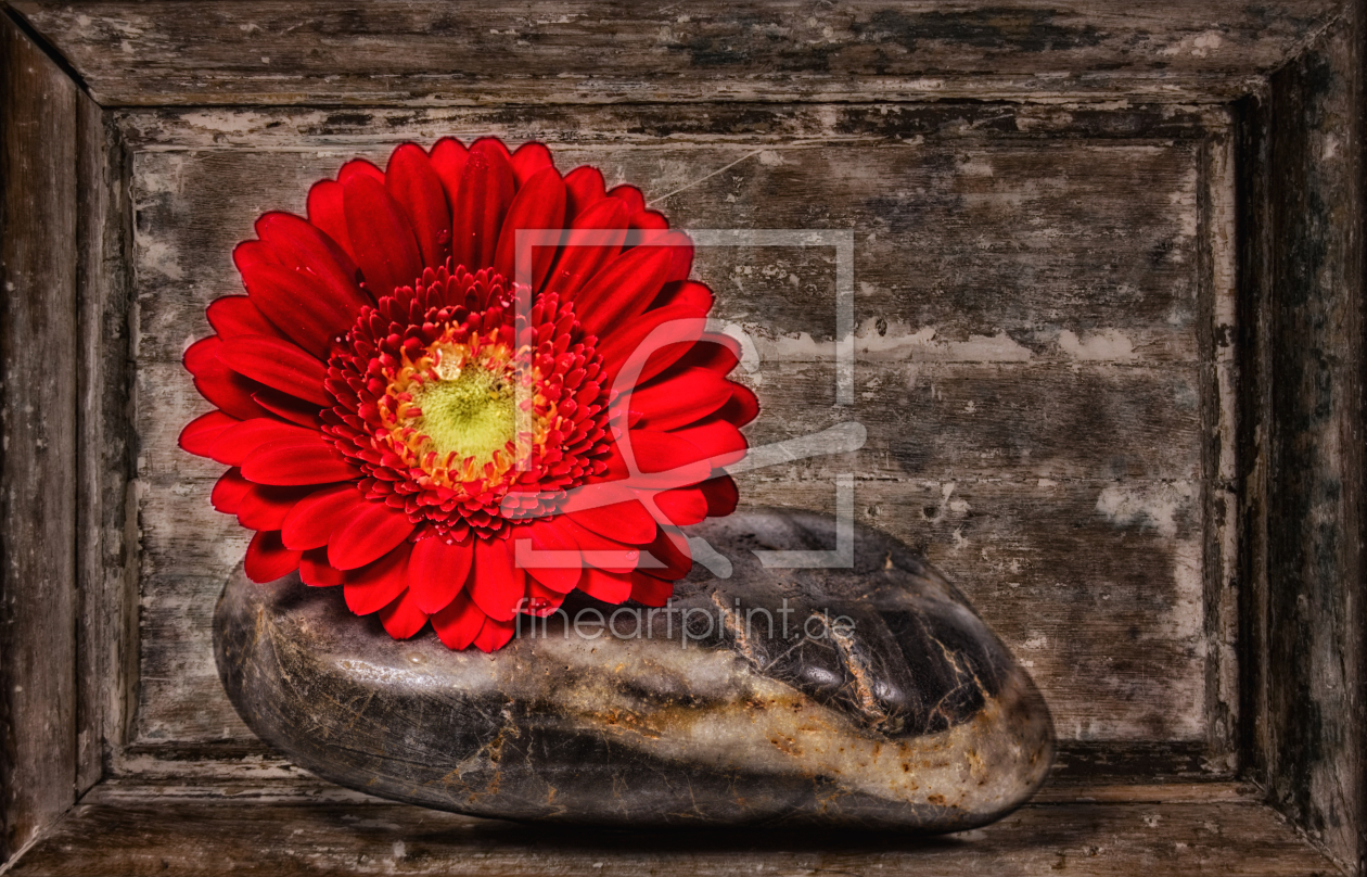 Bild-Nr.: 10435029 Gerbera auf Stein erstellt von Uwe Jahn