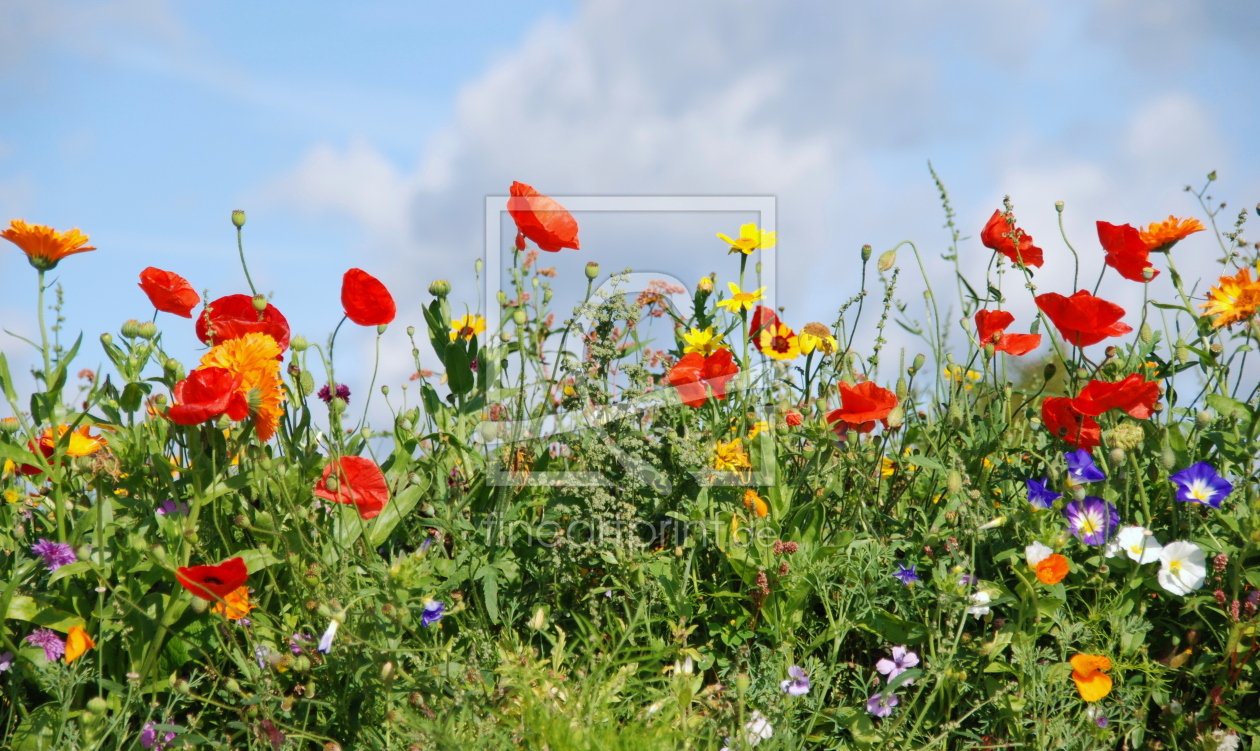 Bild-Nr.: 10435197 Bunte Sommerwiese  erstellt von GUGIGEI