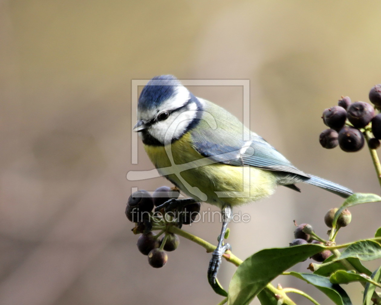 Bild-Nr.: 10436839 Blaumeise erstellt von Jürgen Thüne