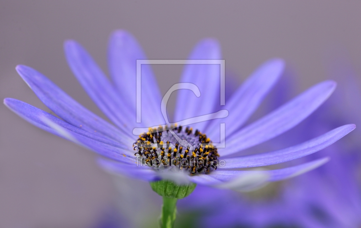 Bild-Nr.: 10436927 Mittagsblume (Dorotheanthus bellidiformis) erstellt von Renate Knapp