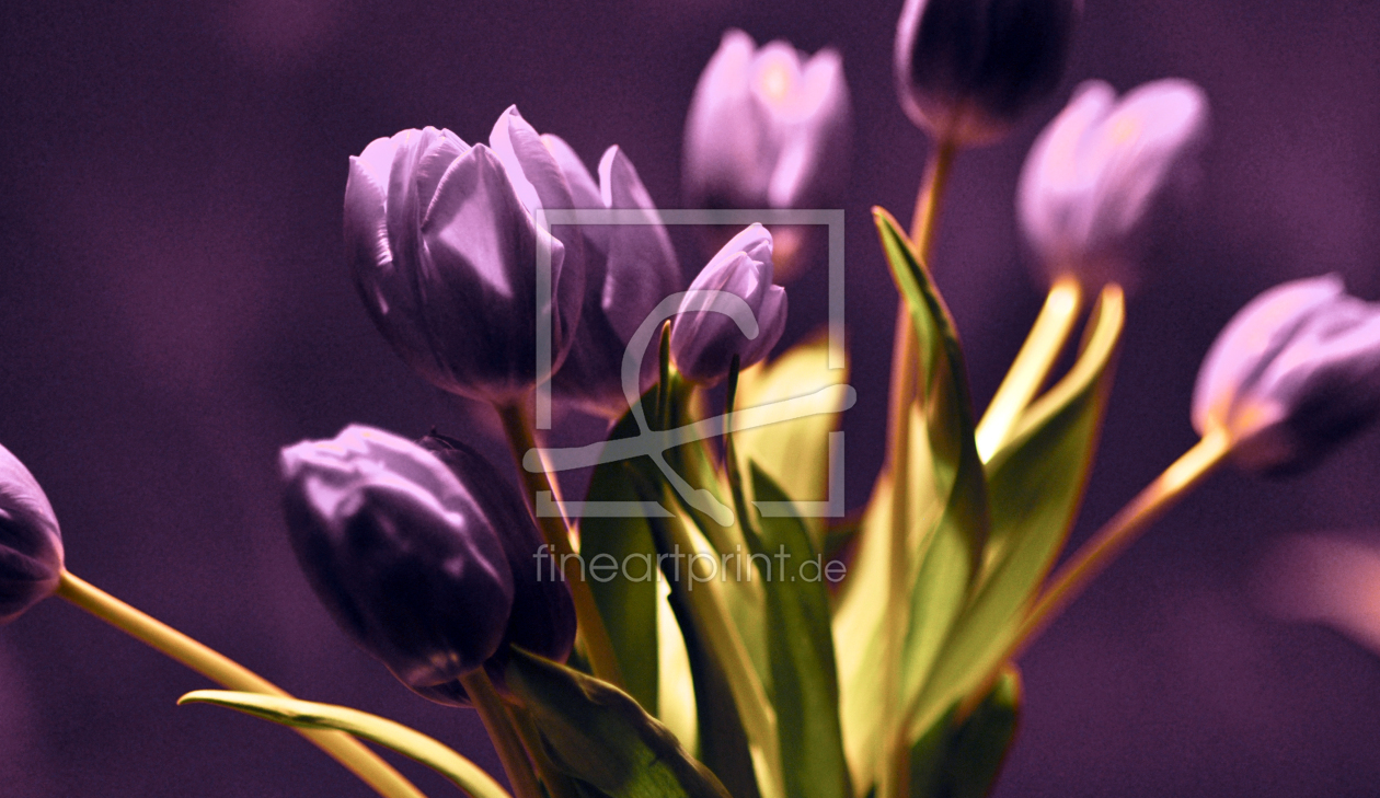 Bild-Nr.: 10437081 Tulips - Violet erstellt von Captainsilva