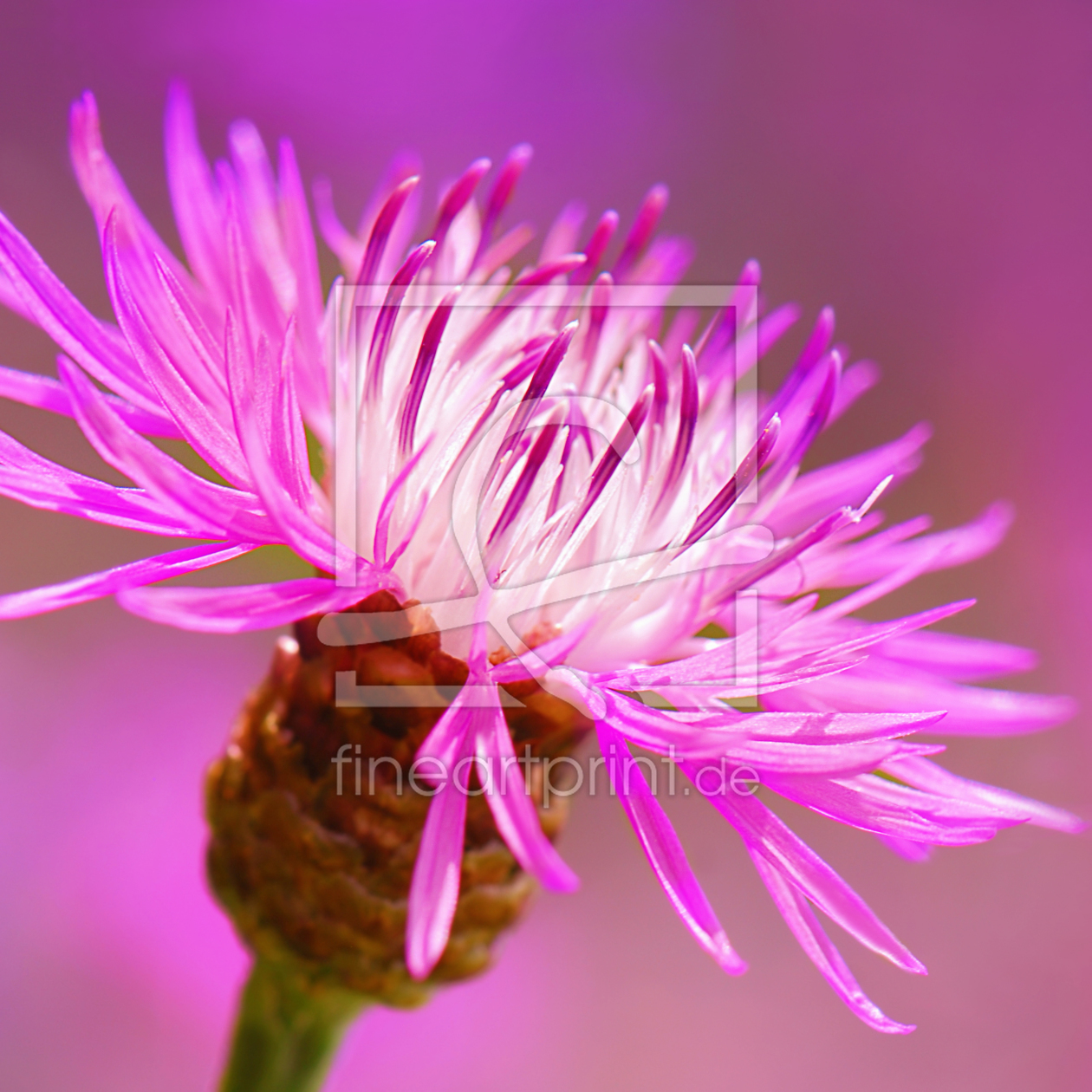 Bild-Nr.: 10438461 Flockenblume erstellt von Atteloi