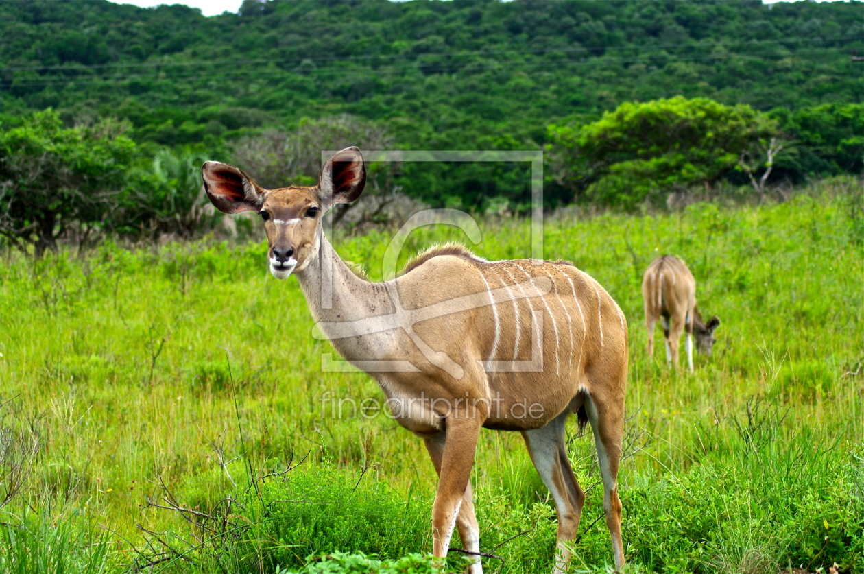 Bild-Nr.: 10439428 Antilope erstellt von schub1973