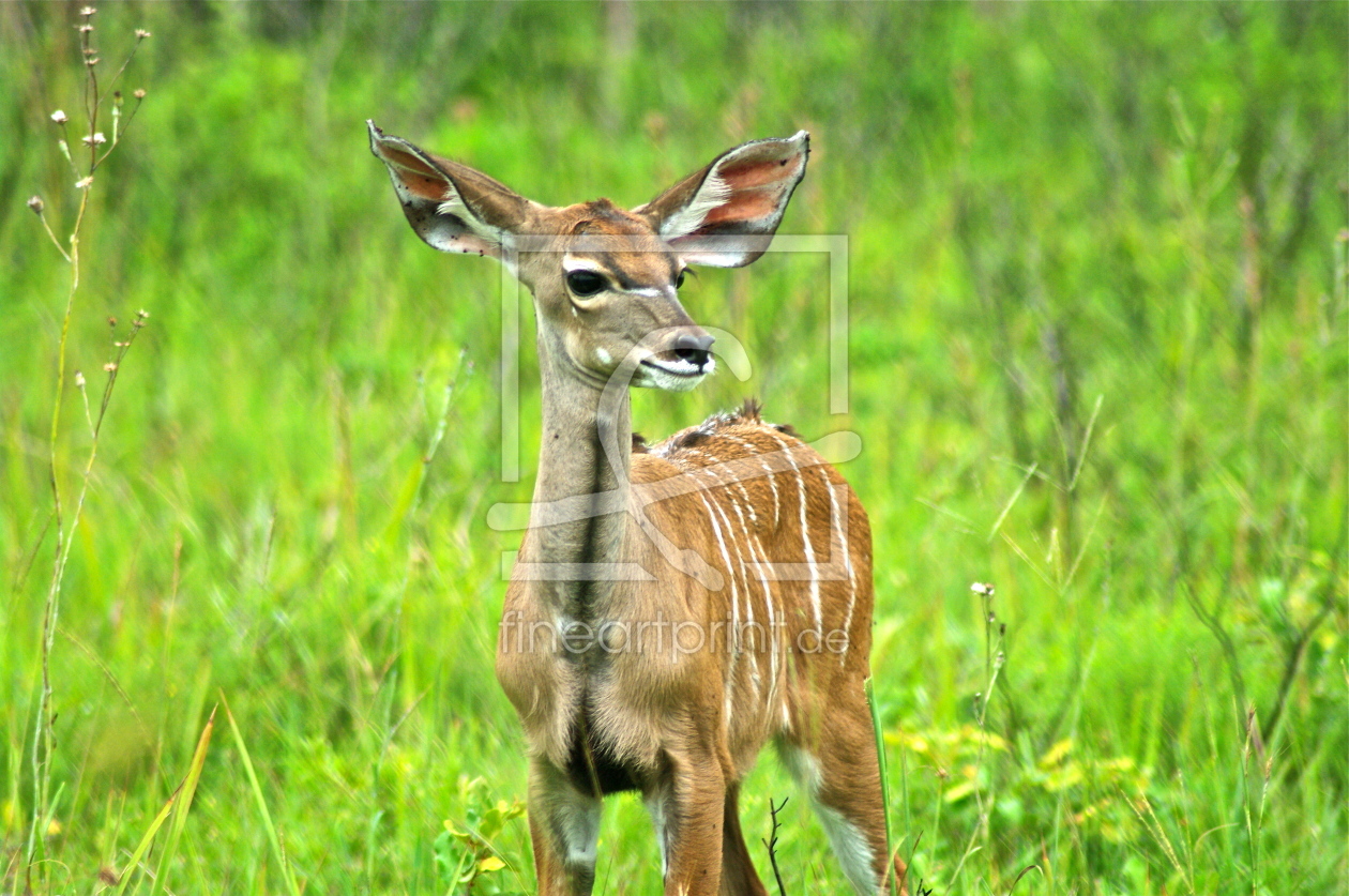 Bild-Nr.: 10439434 Antilope erstellt von schub1973