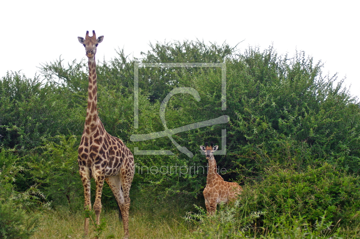 Bild-Nr.: 10439440 Giraffen erstellt von schub1973