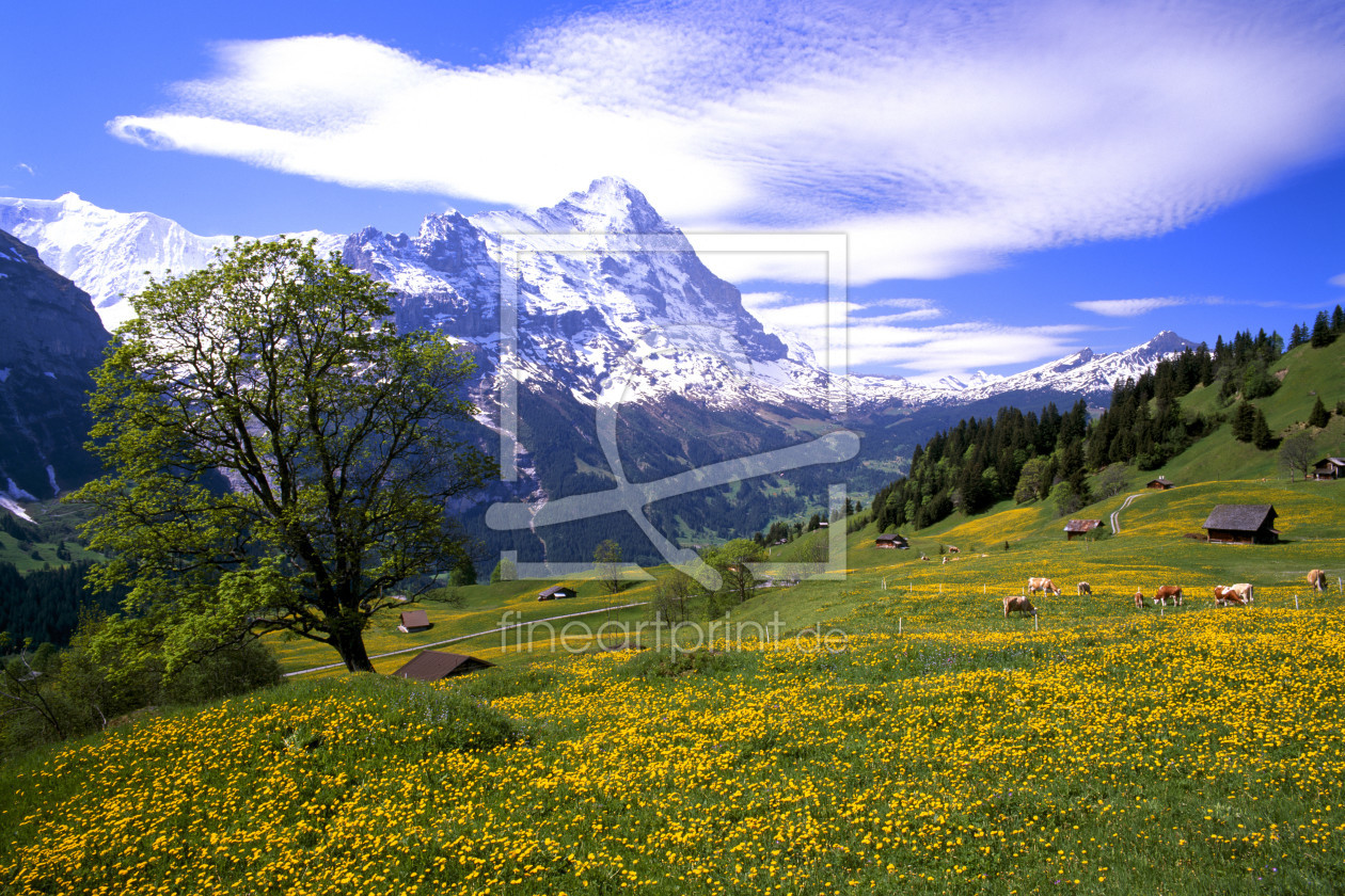 Bild-Nr.: 10440176 Frühling im Berner Oberland erstellt von suteracher