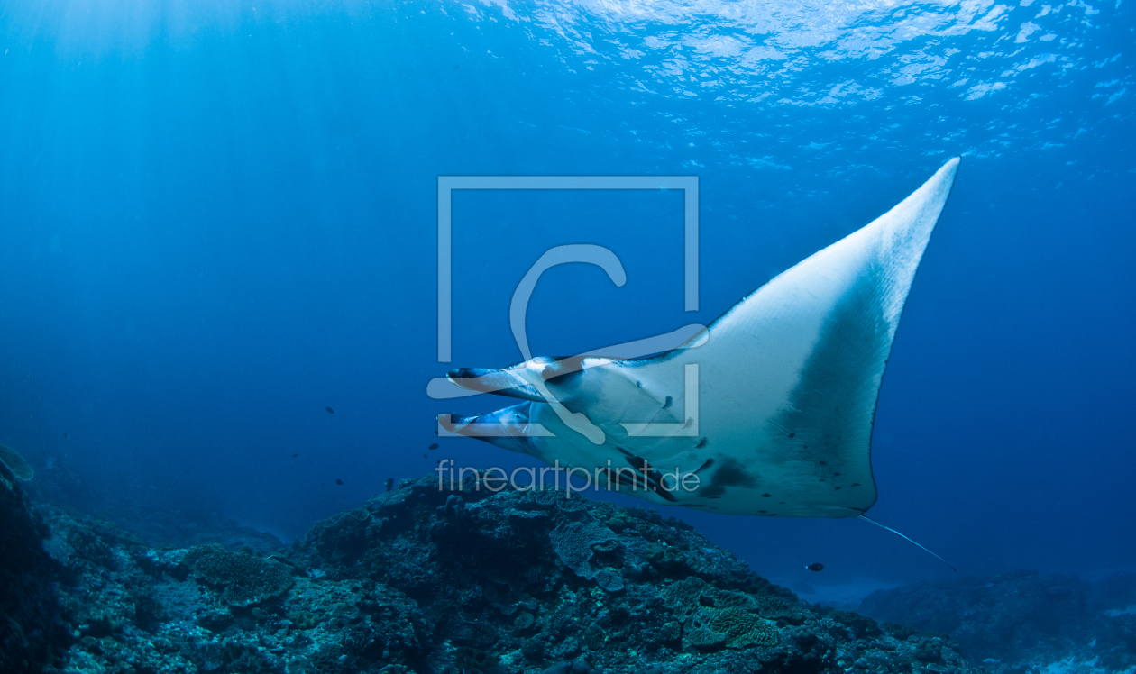 Bild-Nr.: 10440476 Manta erstellt von Weltunterwasser