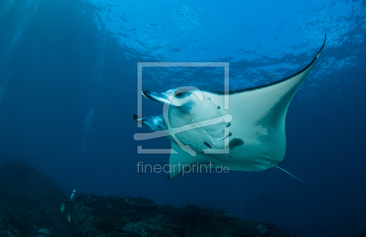 Bild-Nr.: 10440486 Manta 2 erstellt von Weltunterwasser