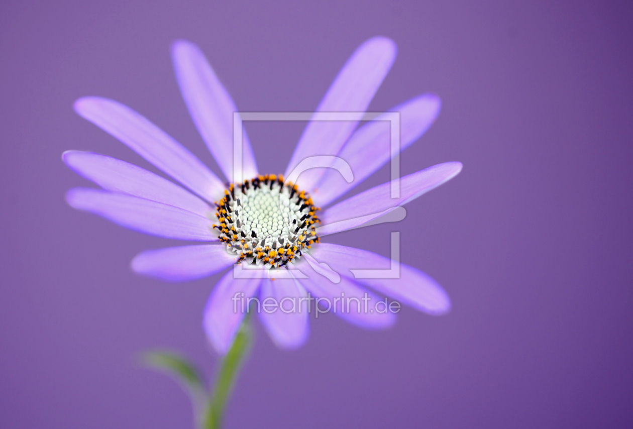 Bild-Nr.: 10441234 MITTAGSBLUME (DOROTHEANTHUS BELLIDIFORMIS) erstellt von Renate Knapp