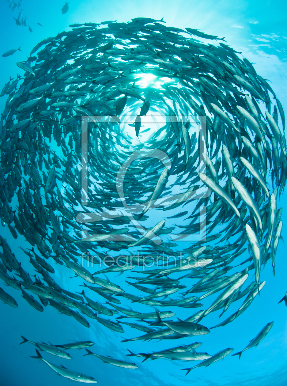 Bild-Nr.: 10441314 Fischschwarm erstellt von Weltunterwasser