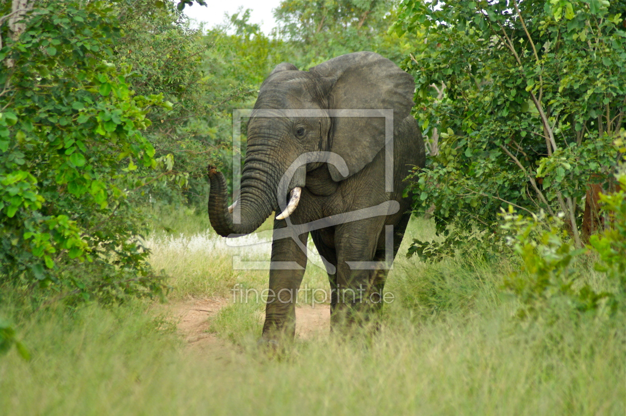 Bild-Nr.: 10443084 Elefant erstellt von schub1973