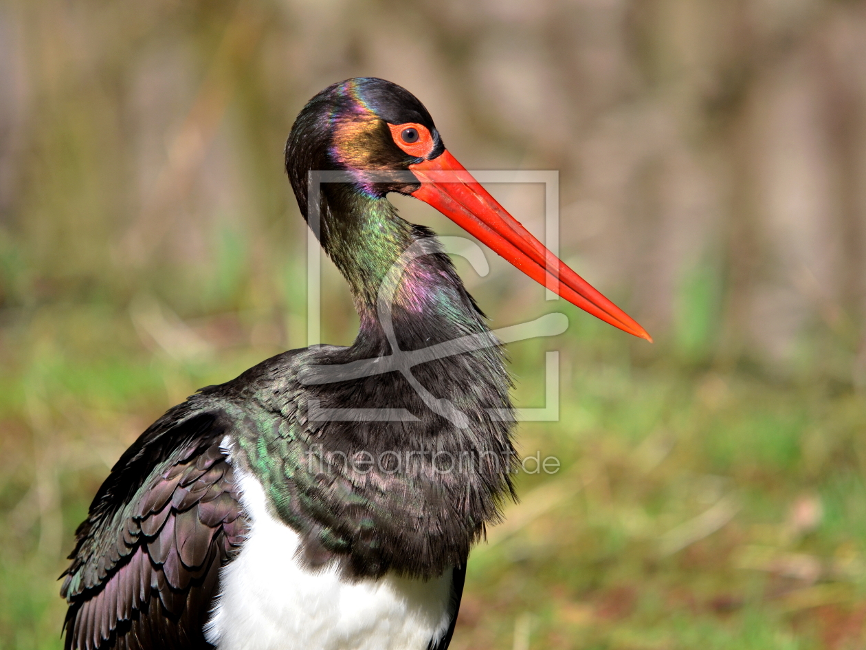 Bild-Nr.: 10443142 Farbig schimmernd und Stolz  erstellt von Ostfriese