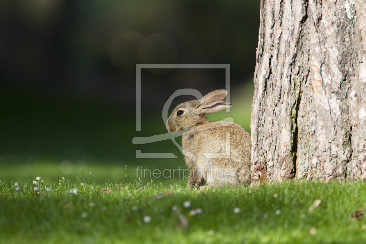 Bild-Nr.: 10443592 HASE erstellt von Stephan Rech