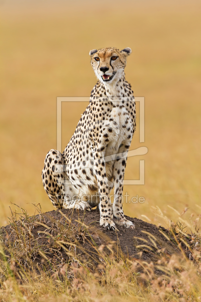 Bild-Nr.: 10444696 Gepard erstellt von Safarifotografie