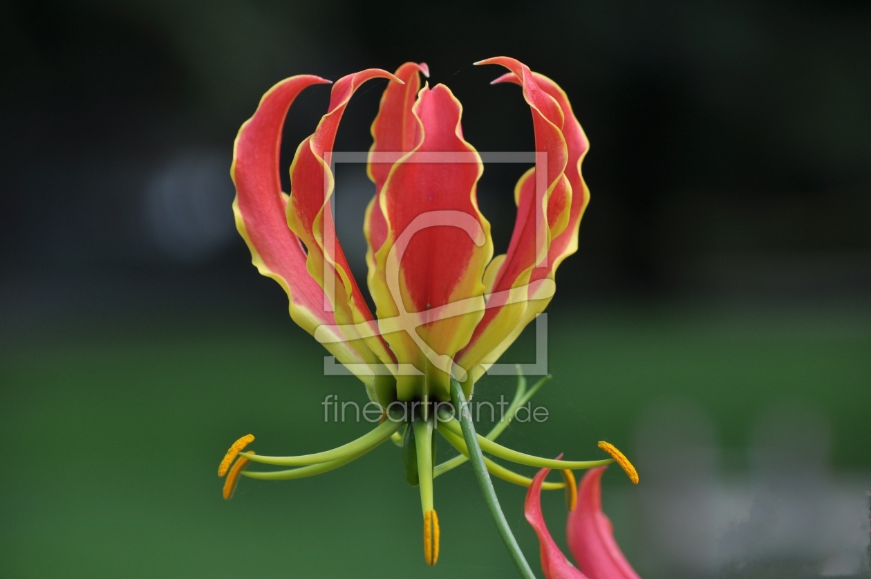 Bild-Nr.: 10446096 Gloriosa erstellt von Konstantino48