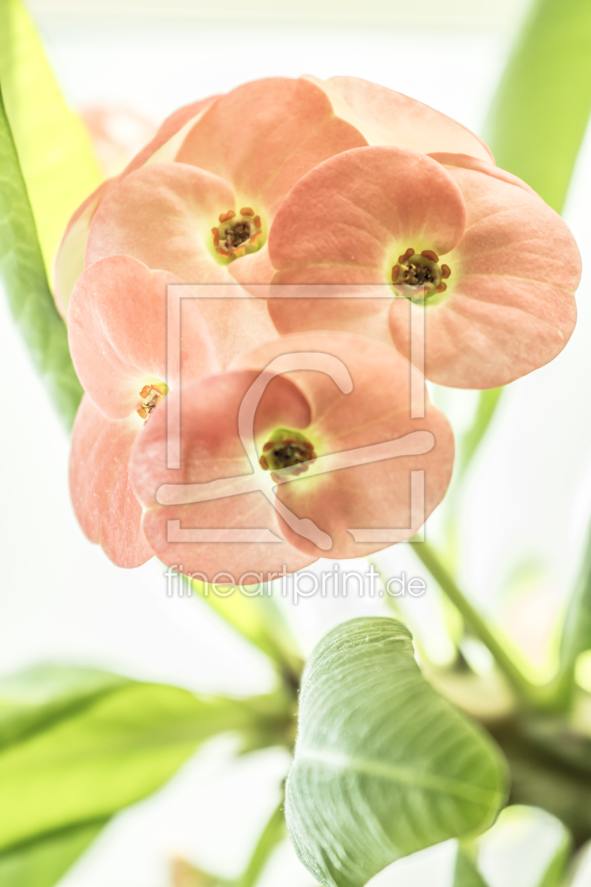 Bild-Nr.: 10449172 zarte Blüten erstellt von pldm