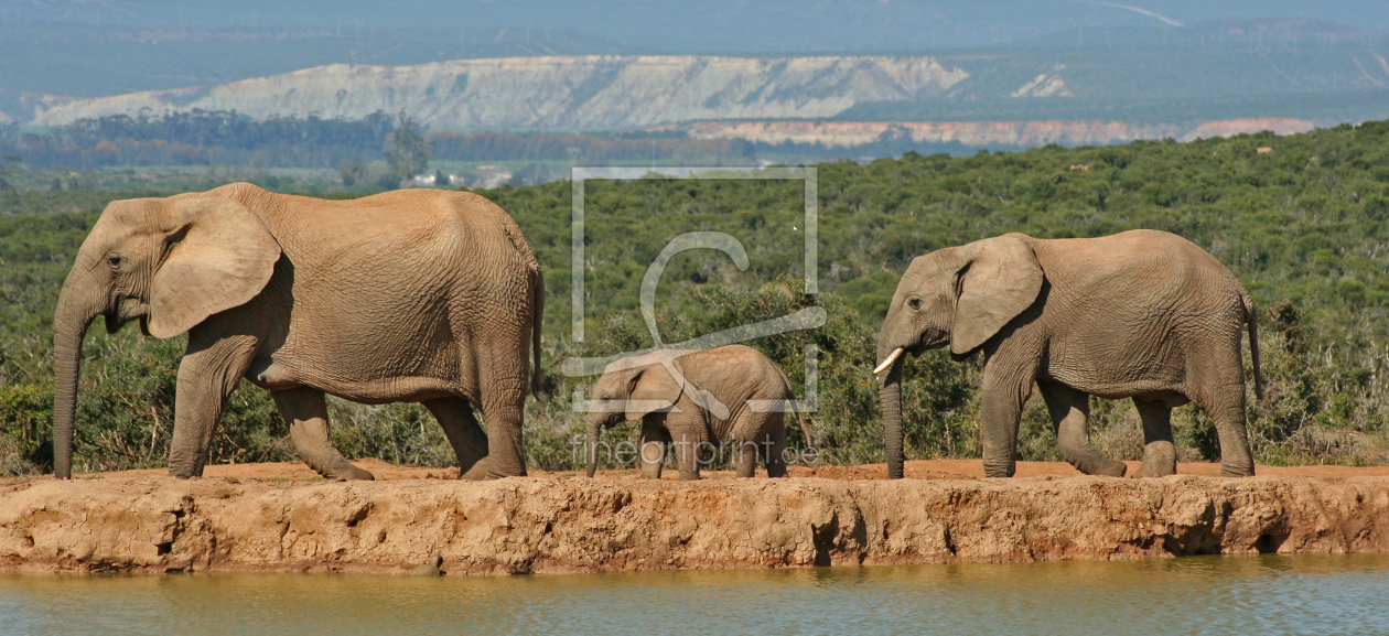 Bild-Nr.: 10450544 Elefanten in Afrika erstellt von Manuel Schulz