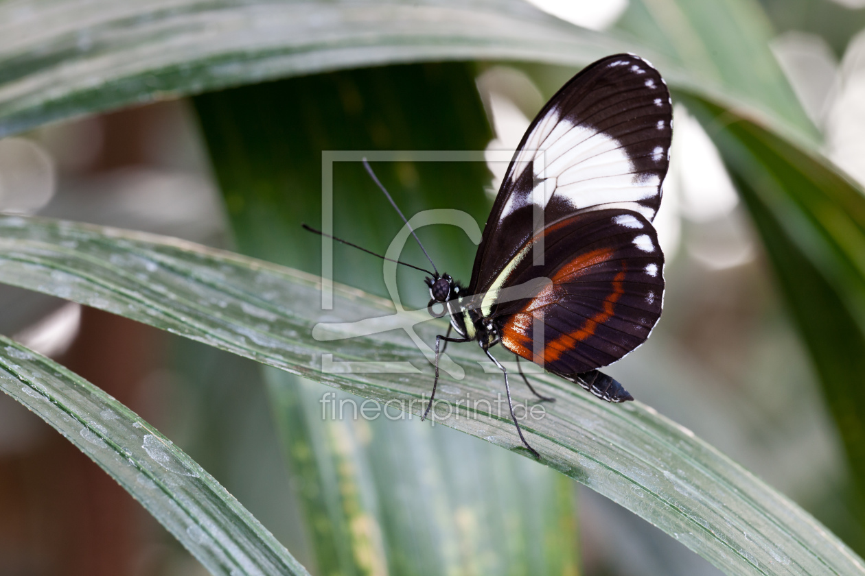 Bild-Nr.: 10451798 Schmetterling erstellt von Johannes82