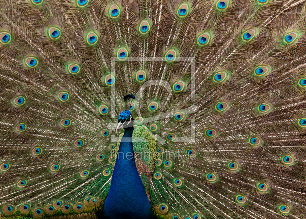 Bild-Nr.: 10453294 Blauer Pfau erstellt von Johannes82