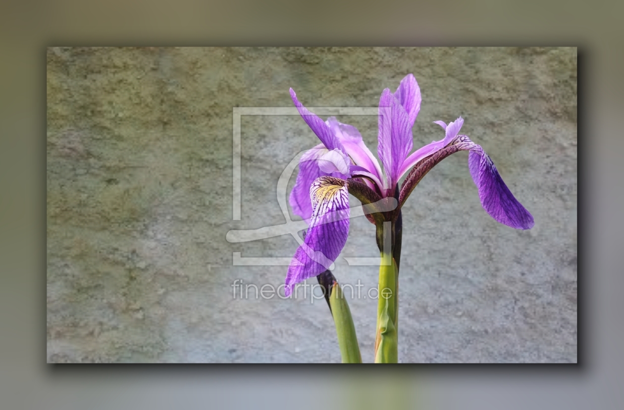 Bild-Nr.: 10453518 Iris erstellt von falconer59